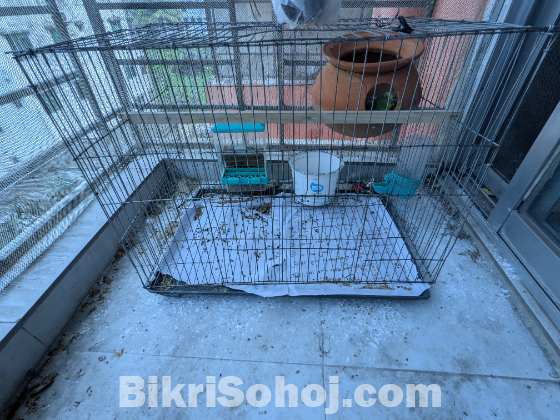 Birds